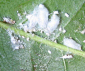 Cocciniglia farinosa malattia gardenia