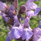 Salvia officinalis fiore