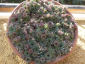 Pianta grassa echeveria crassulaceae