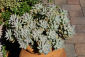 Pianta grassa graptopetalum crassulaceae