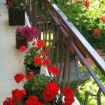 balcone con gerani fioriti