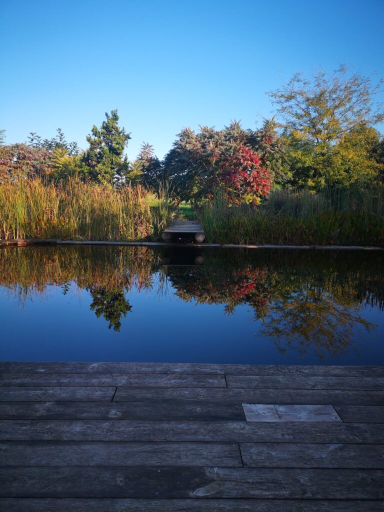 I Colori Dell'autunno #veronapiscinenaturali #biopool #giardini #biolake #biopool #garden #shooting