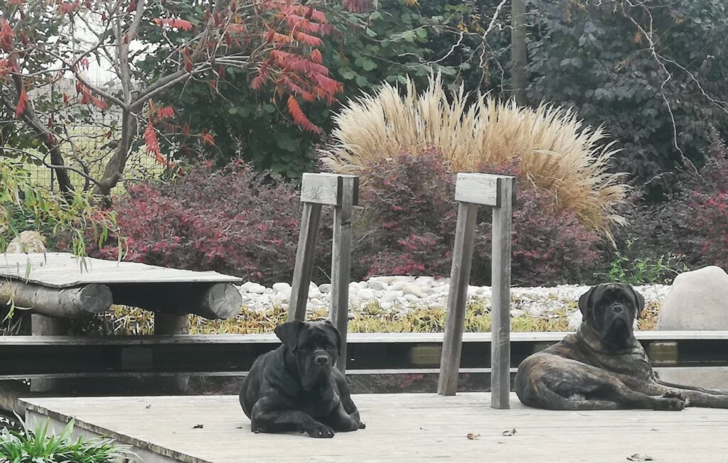 Anche I Cani Di Biopool Garden Design Adorano Rilassarsi Vicino