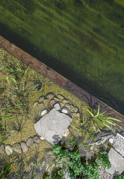 Biopiscina in Legno con fiori e piante a Casa Viva