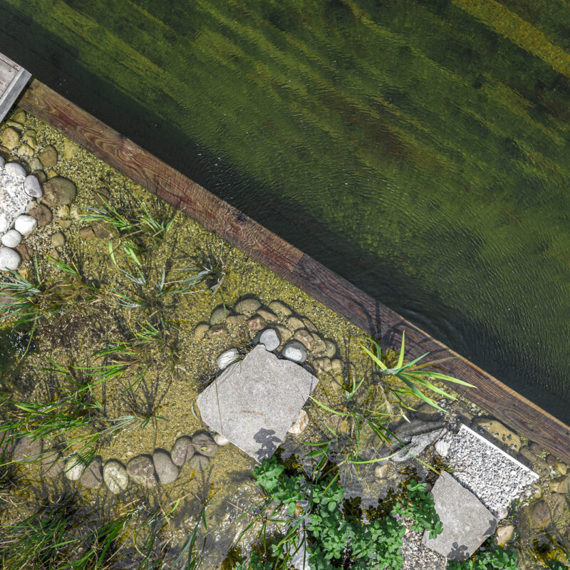 Biopiscina in Legno con fiori e piante a Casa Viva