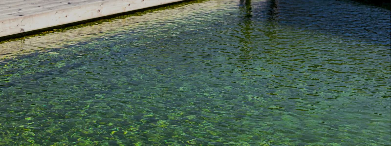 Biopool Garden: biopiscine Naturali