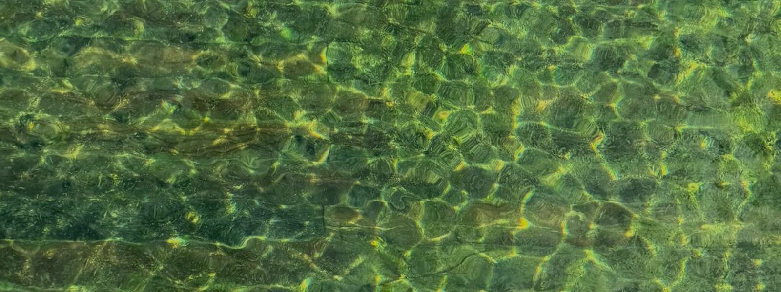 Differenza tra una Biopiscina e un Biolago