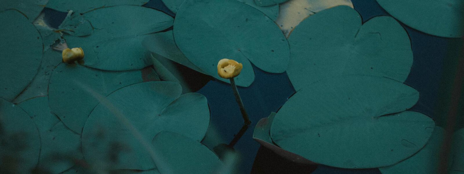 Fitodepurazione Biopiscina con piante naturali